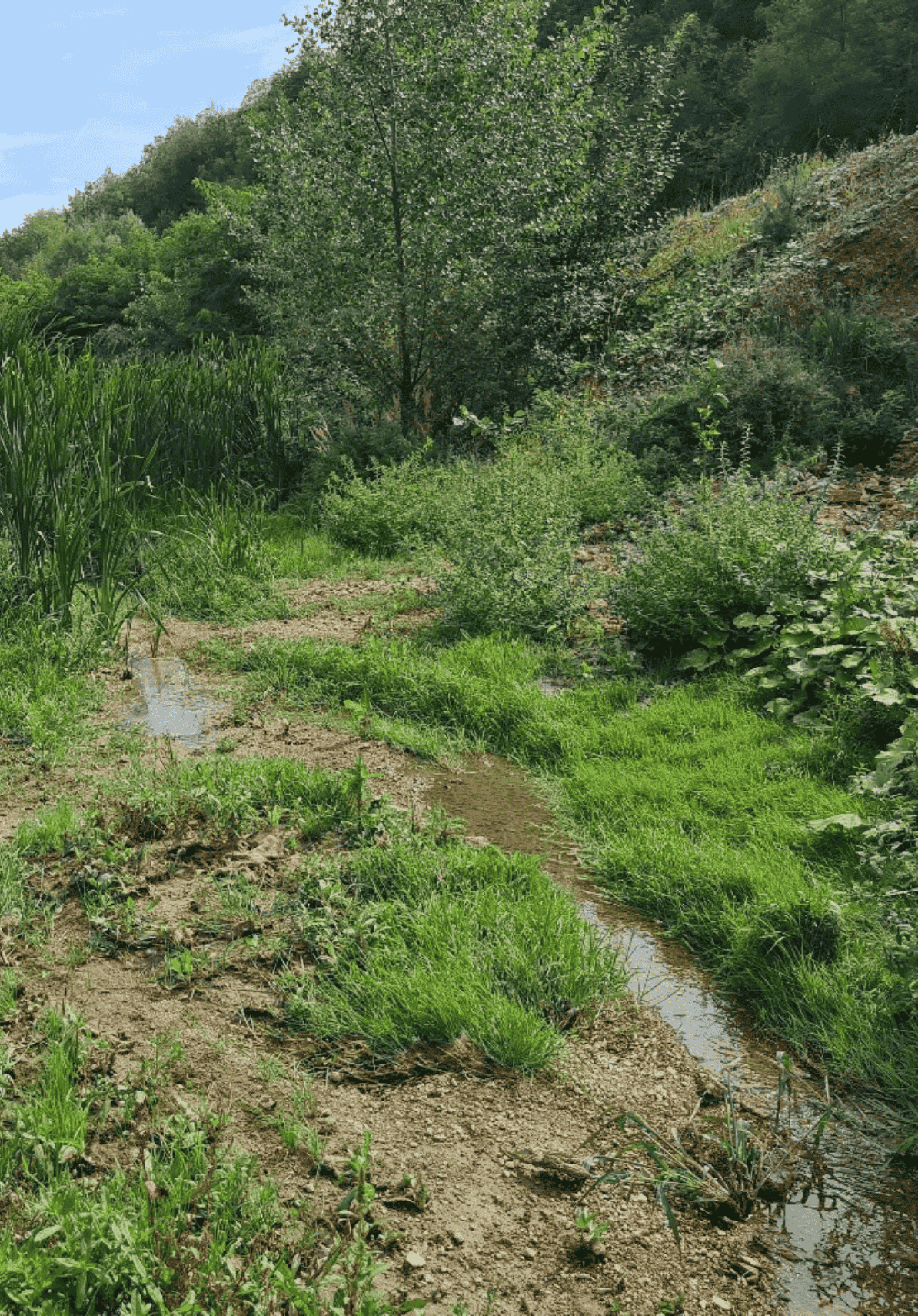 Untitled-design175-1