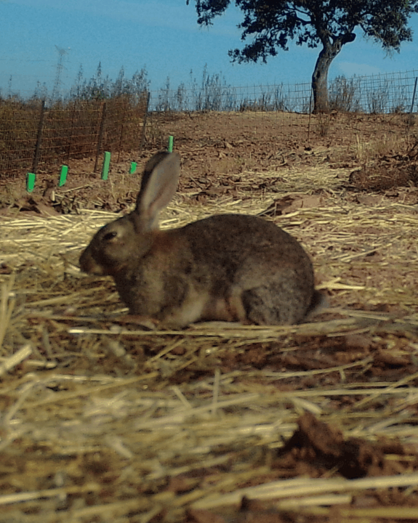 Just a Rabbit? Not Quite. Wild rabbits are a key species in many European landscapes.