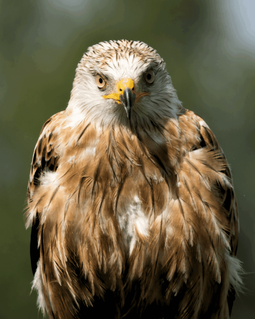 Preprint – LIFE EUROKITE Study on Red Kite Mortality